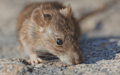 5 Reasons You Need Rodent Control