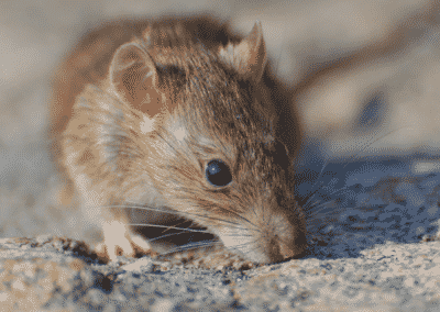 5 Reasons You Need Rodent Control