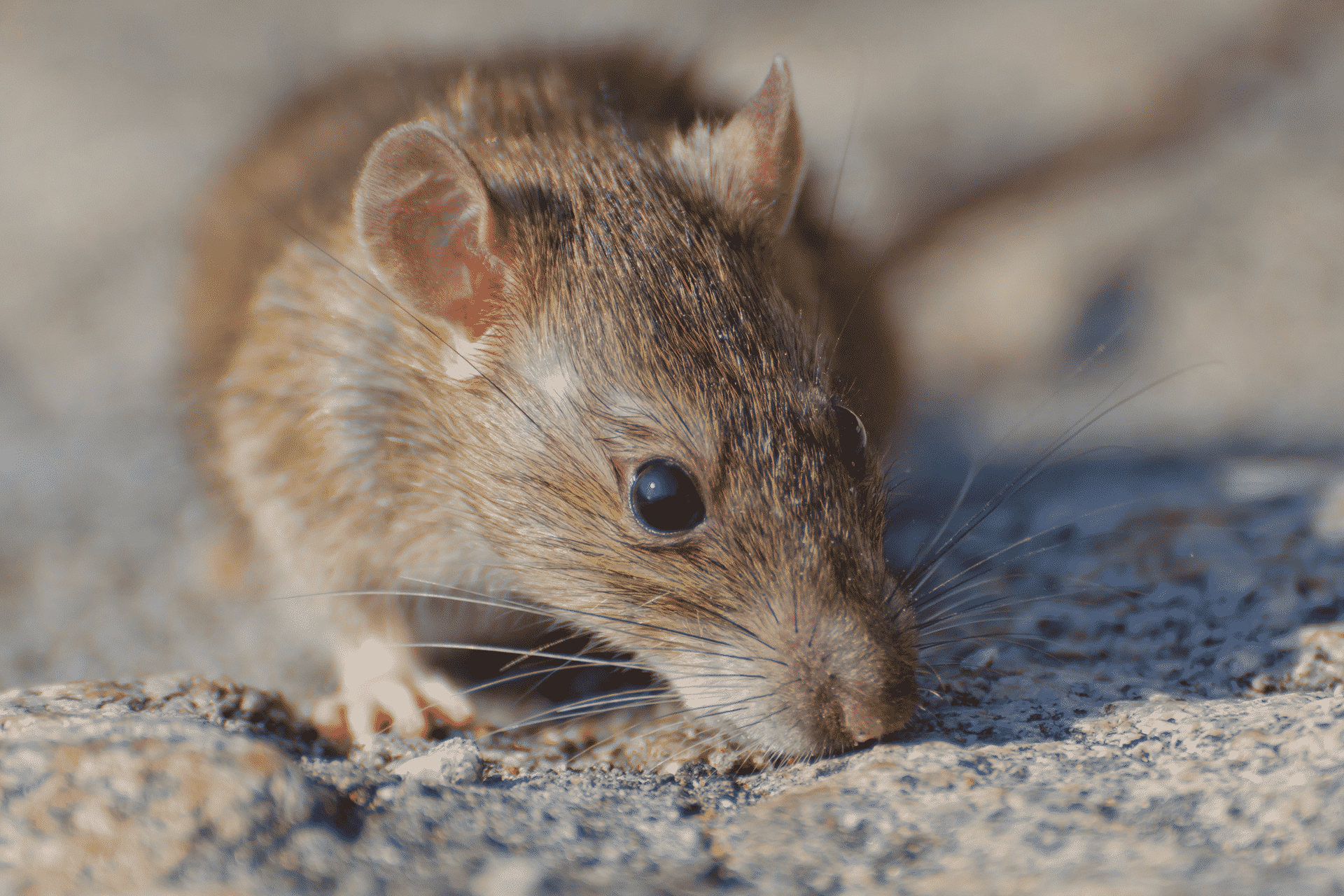 5 Reasons You Need Rodent Control