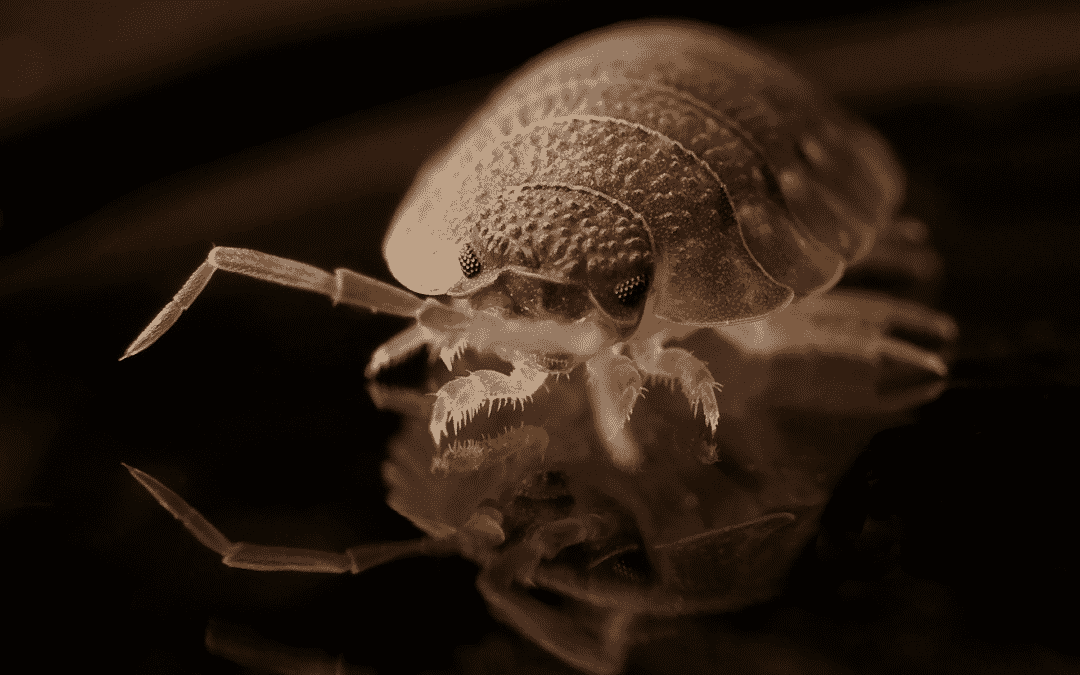 Everything You Need to Know About Bed Bug Pest Control in Las Vegas