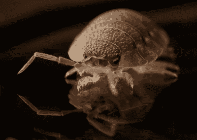 Everything You Need to Know About Bed Bug Pest Control in Las Vegas