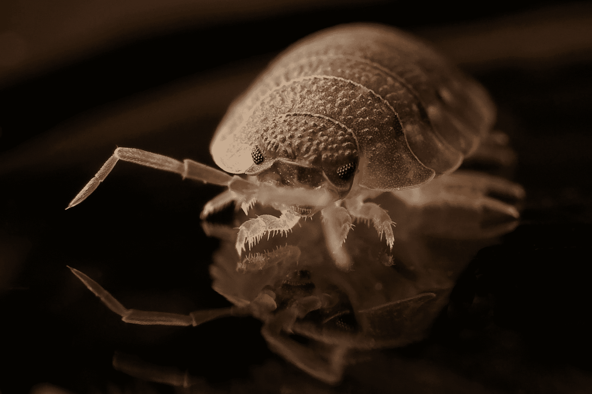 bed bugs pest control in las vegas