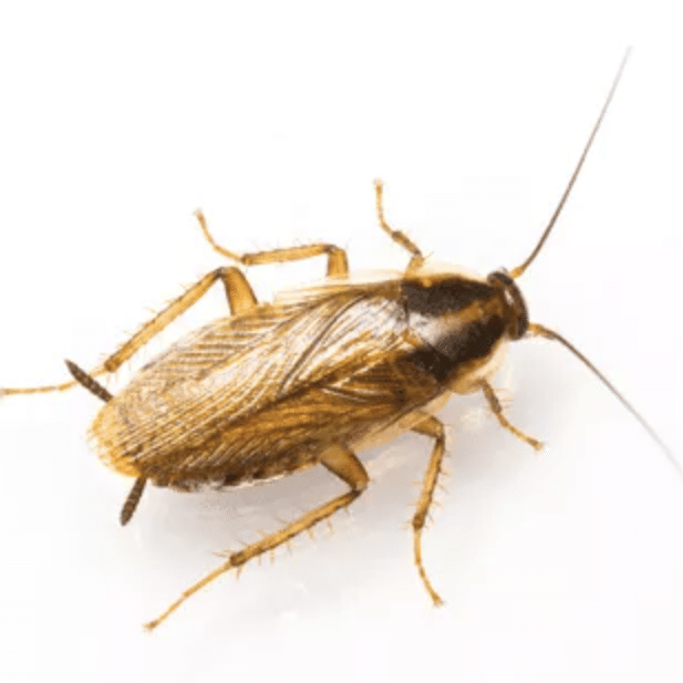 german cockroach img 2