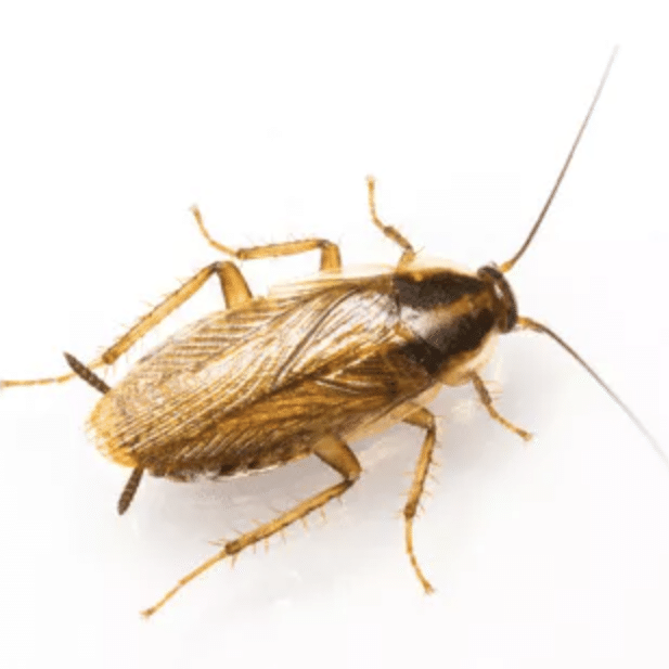 German-Cockroach-Img-1 german cockroach img 2