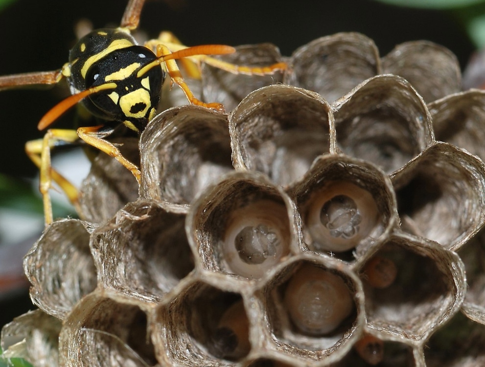 paper wasp nest in las vegas