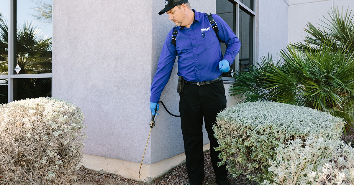 should you have pest control done even if you don't have an infestation? A Tri-X Pest technician sprays the perimeter of a building. Preventive pest control.